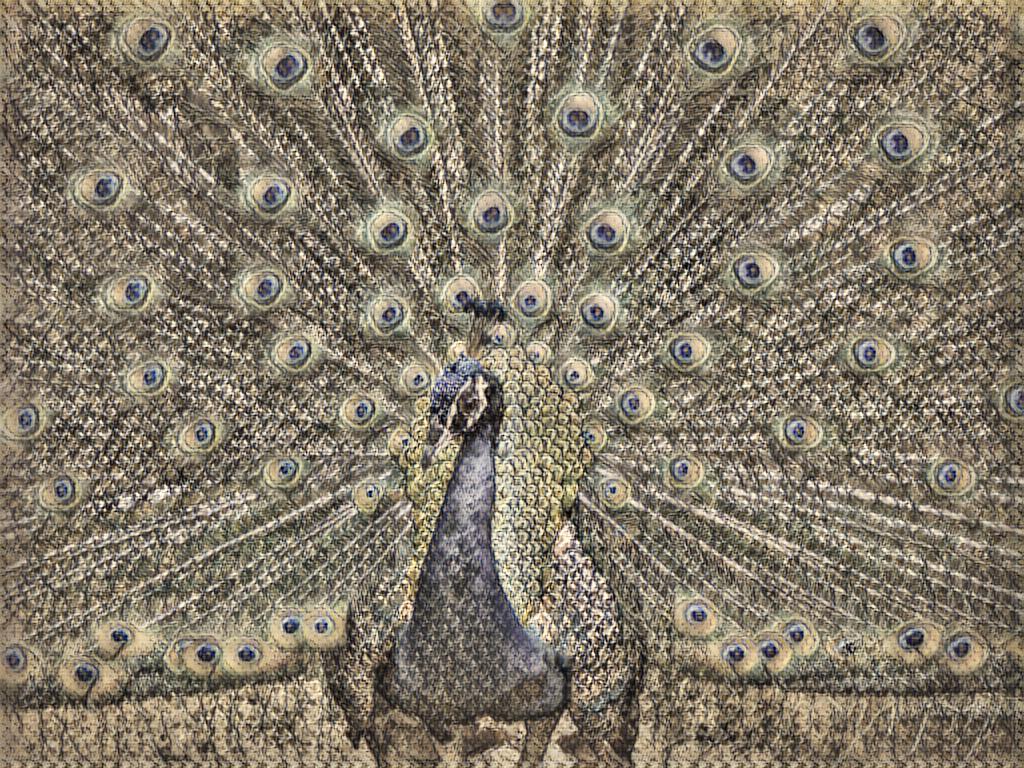 peacock_one31