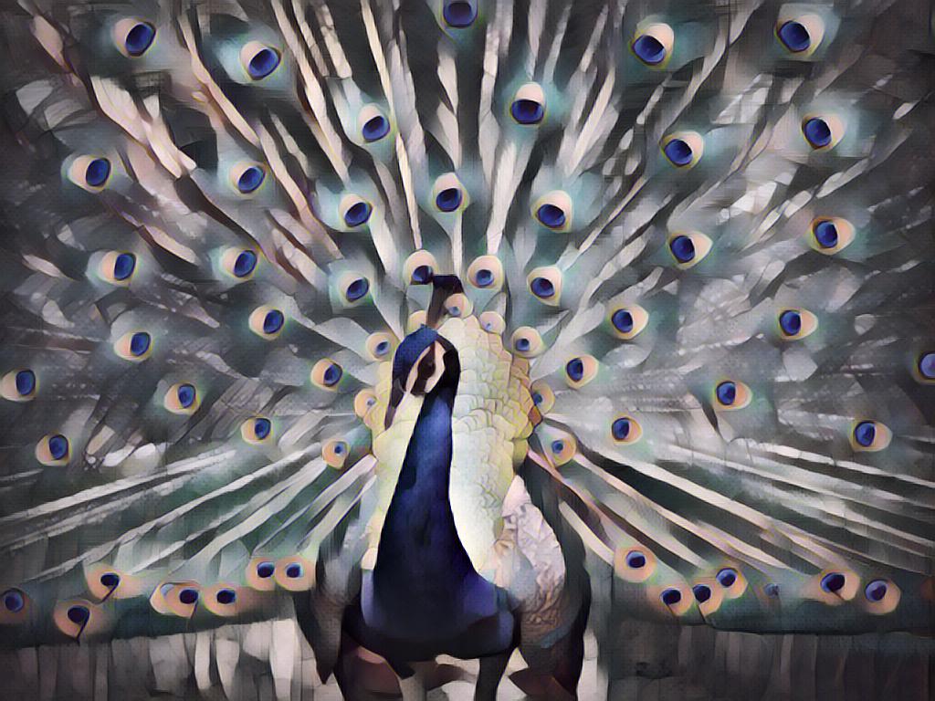 peacock_udnie