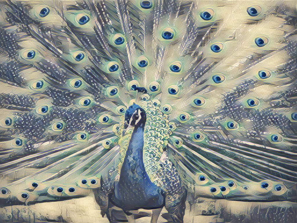 peacock_wave